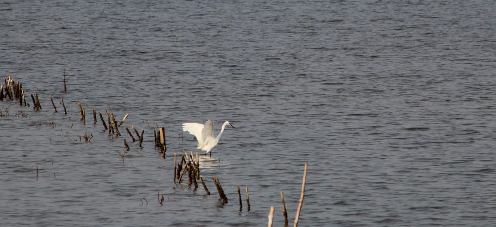 Great White Heron Keta Lagoon