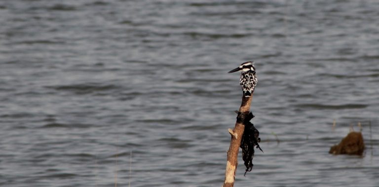 Pied Kingfisher Keta Lagoon