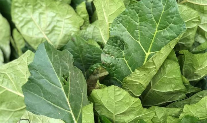 Gbomanutritional-and-medicinal-value-of-gboma-leaves-leaves-Solanum macrocarpon
